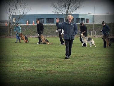 South Island German Shepherd League :: Training