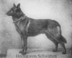 Hektor_von_Schwaben-1_1.jpg